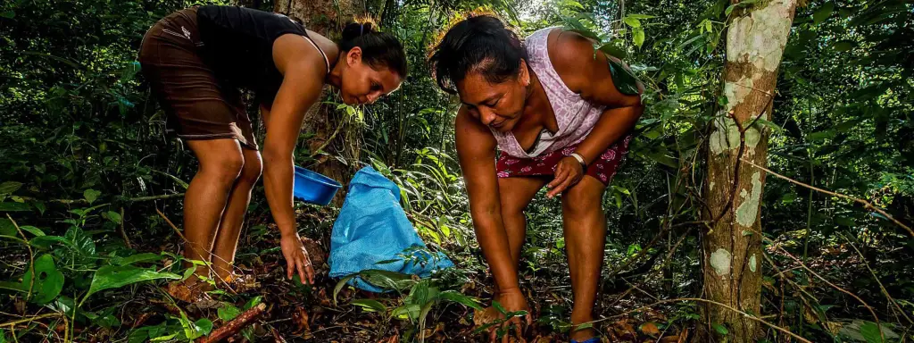 Two women in a Guatemalan jungle collect tree nuts from the ground. They use brightly colored containers to gather the nuts and are wear skirts, tank tops, and flip flops.