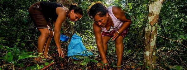  Two women in a Guatemalan jungle collect tree nuts from the ground. They use brightly colored containers to gather the nuts and are wear skirts, tank tops, and flip flops.